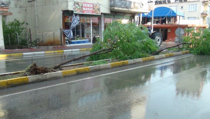 Fırtına sebebiyle devrilen ağaca vatandaş müdahalesi