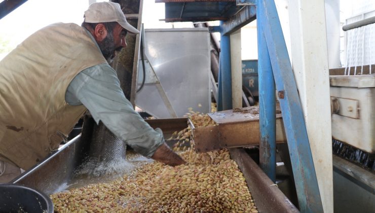 Fıstıkta ‘Kavlatma’ mesaisi başladı