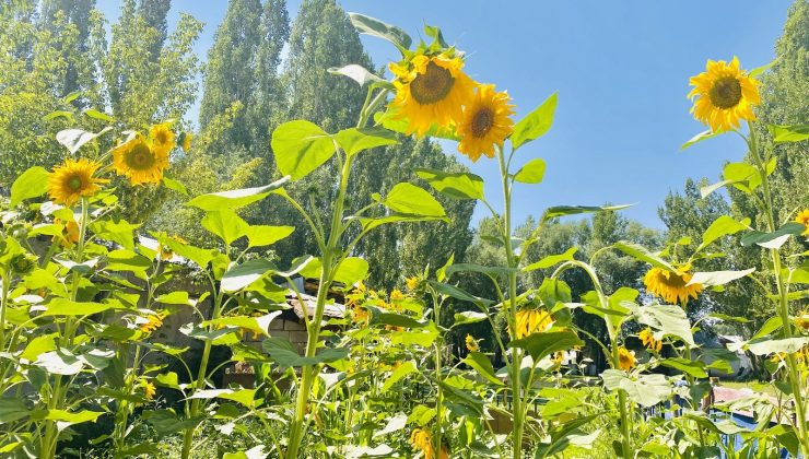 Fotoğraf tutkunlarının yeni adresi: Ayçiçeği tarlaları