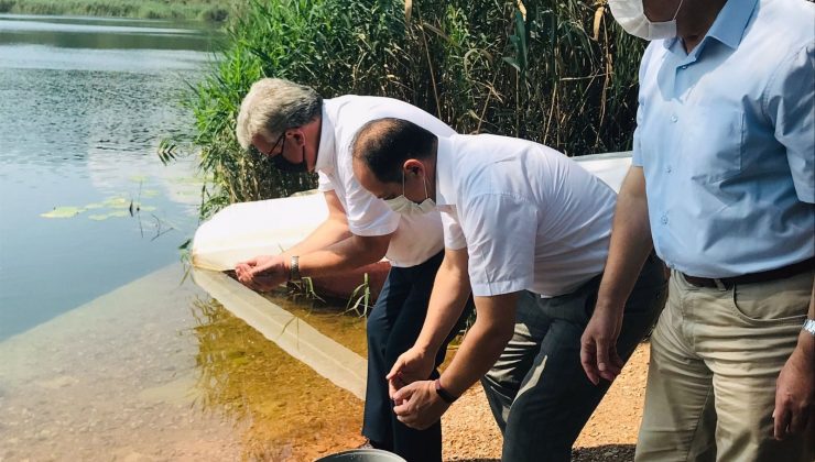 Gaga Gölü’ne 100 bin sazan balığı yavrusu bırakıldı