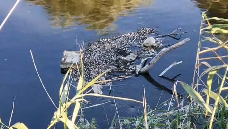 Gediz Nehri’ndeki toplu balık ölümleri korkuttu