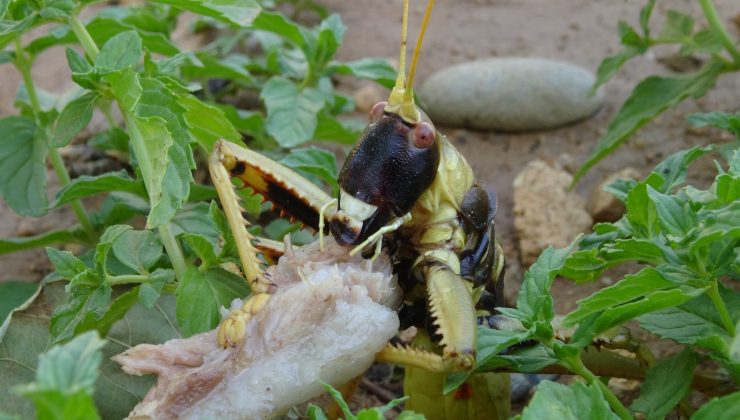 Gercüş’te et yiyen dev çekirge