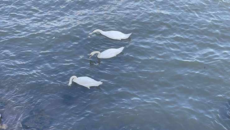 Göçmen kuğular Fatsa’da