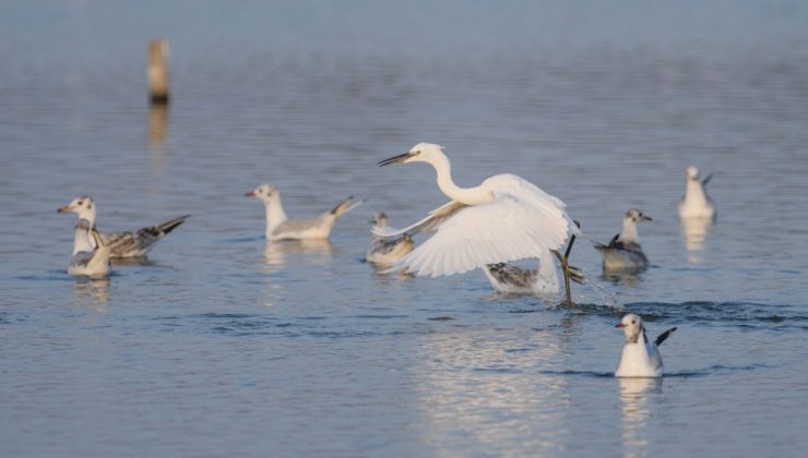 Göçmen kuşların sonbahar telaşı