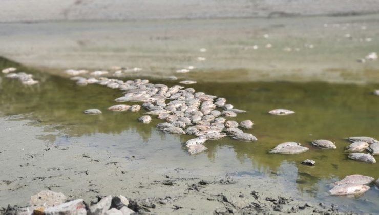 Göletteki sular çekildi, yüzlerce balık telef oldu
