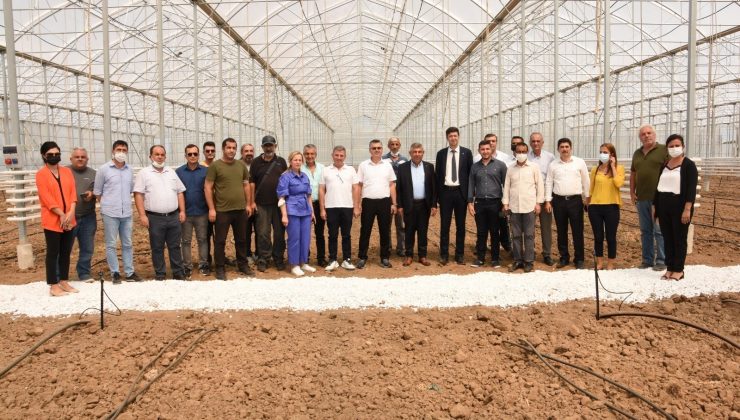 Gönen’de yetiştirilen muz dünyaya ihraç edilecek