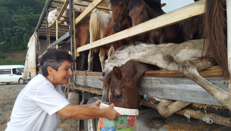 Hasta atlarla sınırı geçemeyeceğini anlayınca Hopa’daki tır parkında atları kaderine terk etmiş