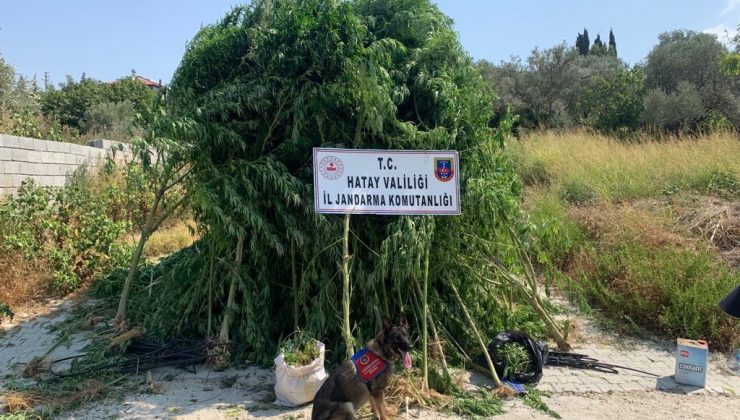 Hatay’da 489 kök kenevir ile 6 kilo 790 gram esrar ele geçirildi