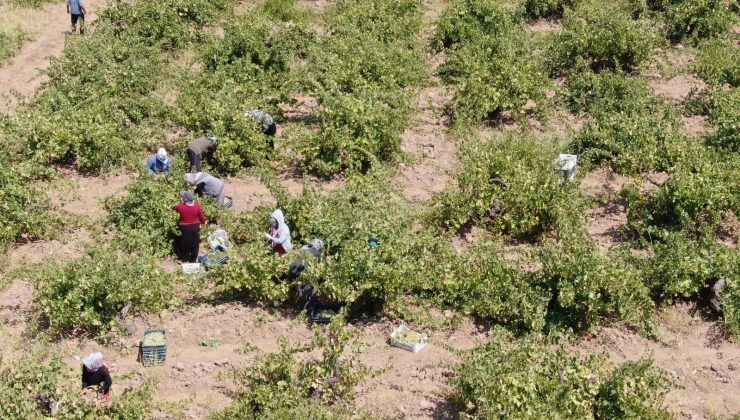 ’Hatun parmağı’ üzümünde hasat zamanı