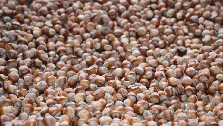 Hava açmayınca fındıkları kurutmak için Bayburt’a götürdü