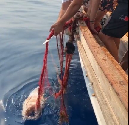 Hayalet ağlara dolanan orfozu kurtardı