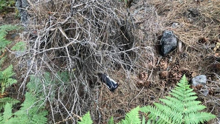 Hayatını ormanlara adadı