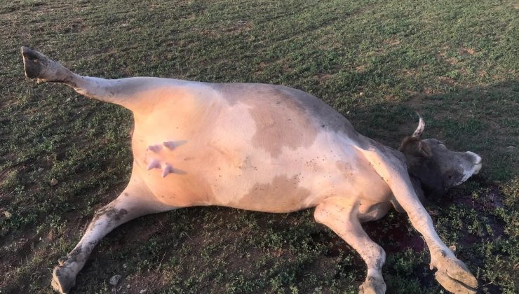 Haybulans, 180 hayvanı telef olmaktan kurtardı!