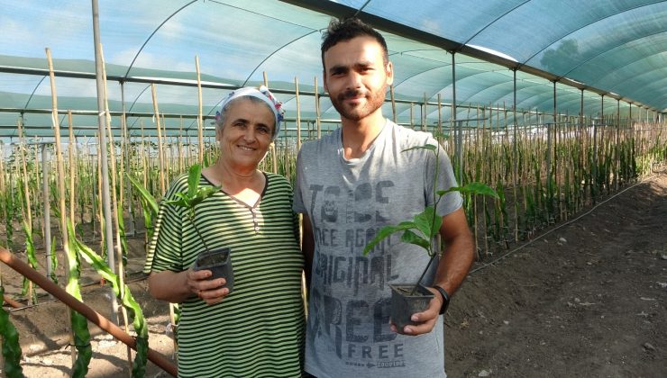 Hayvan yemi ektikleri tarlayı tropikal meyve üretim merkezine çevirdiler