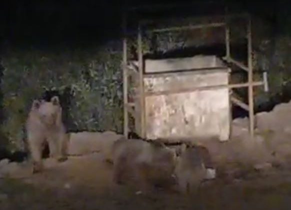 Hayvanlar bu mezbahaneyi mesken tuttu