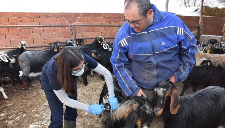 Hayvanlara aşılama devam ediyor