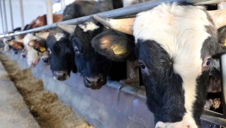 Hayvanlarına ‘şap aşısı’ yaptırmayanlara 15 bin TL ceza