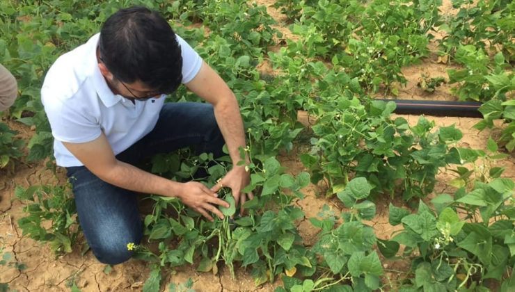 Hüyük’te 300 dekarlık alanda kuru fasulye ekimi yapıldı
