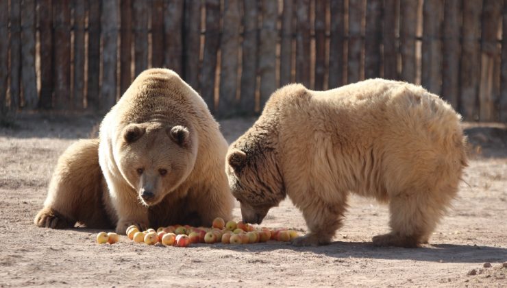 İç Anadolu’nun en büyük hayvanat bahçesine ziyaretçi akını