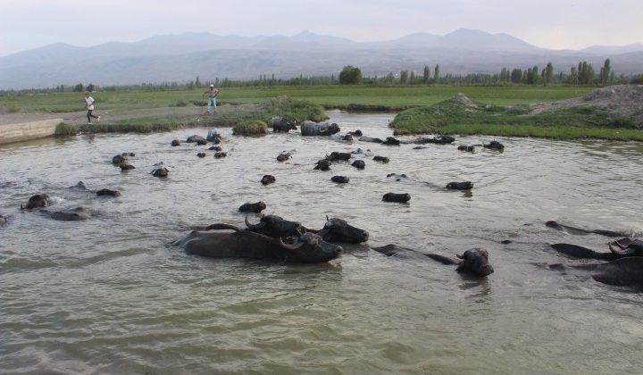 Iğdır Ovası’nda Afrika’yı aratmayan görüntüler