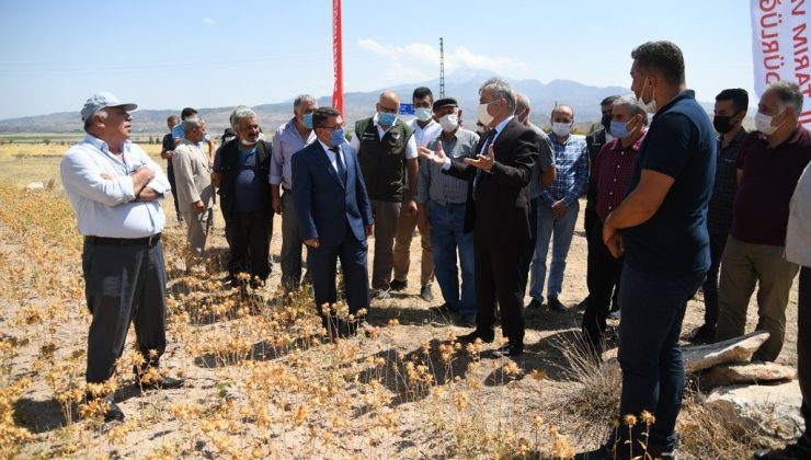 İncesu’da ’Aspir Bitkisi Tarla Günü’ etkinliği düzenledi