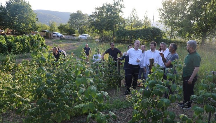 İnegöl’de ahududu hasadı başladı