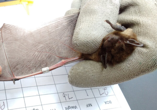 İngiltere’den Rusya’ya yaklaşık 2 bin kilometre uçan yarasayı kedi öldürdü