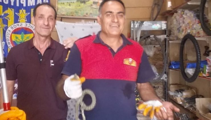 İş yerine giren yılan yakalanarak doğal ortamına bırakıldı