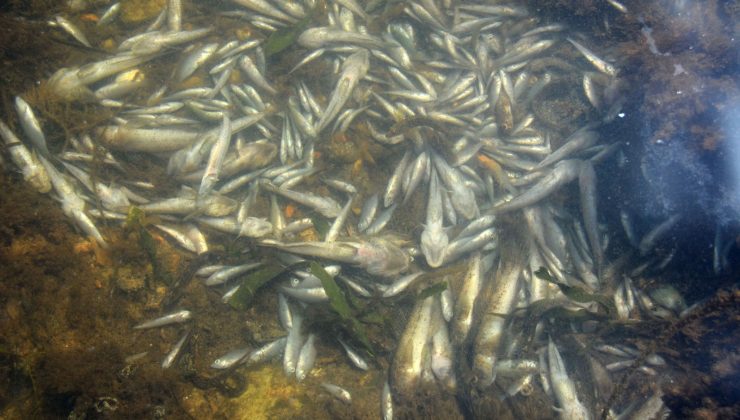 İspanya kıyılarında tonlarca balık öldü