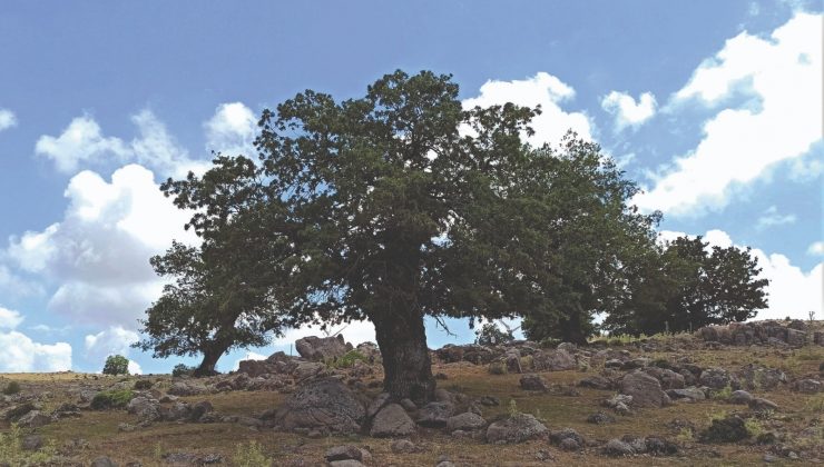 İzmir’in ormanları için yeniden “İzmir dayanışması”