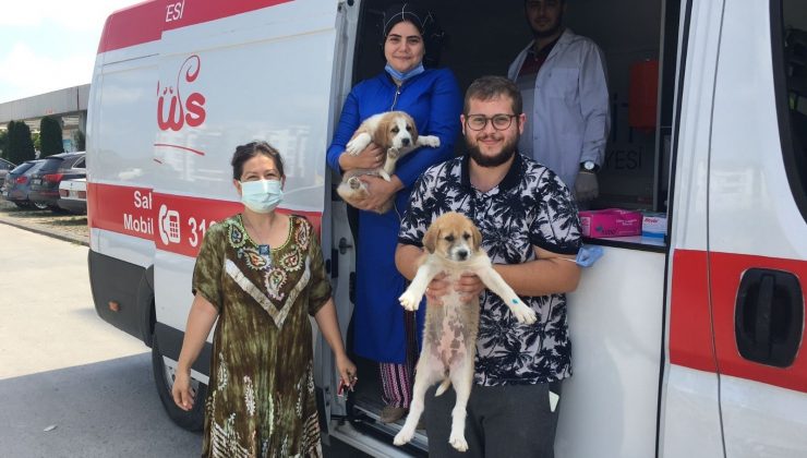 İzmit’te sokak hayvanlarının bakımları yapılıyor