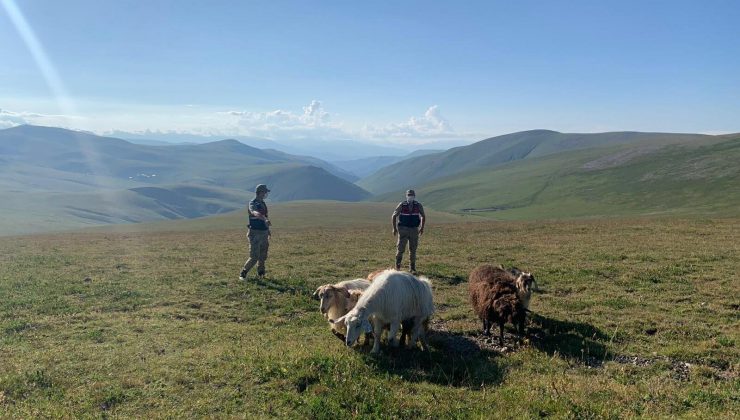 Jandarma çalınan hayvanları sahibine teslim etti