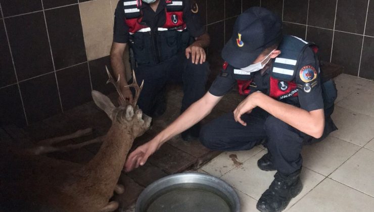 Jandarma yaralı karacayı devriye arabasıyla barınağa taşıdı