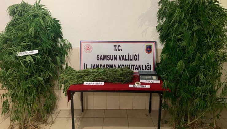 Jandarmadan kenevir ve esrar baskını