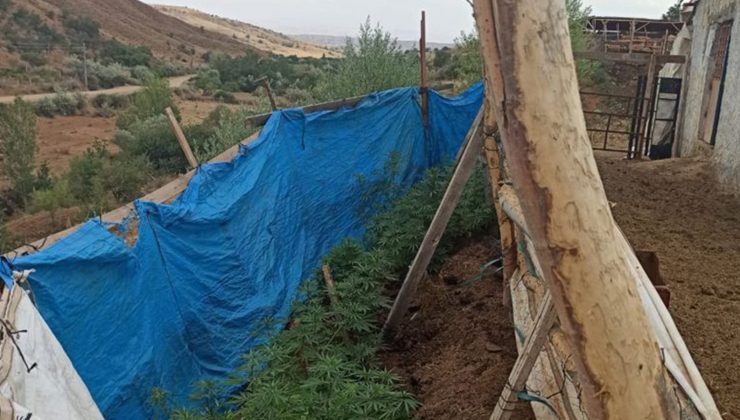 Jandarmanın dikkatinden kaçmadı: Brandayla çevrili bahçede kenevir yetiştirirken yakalandı