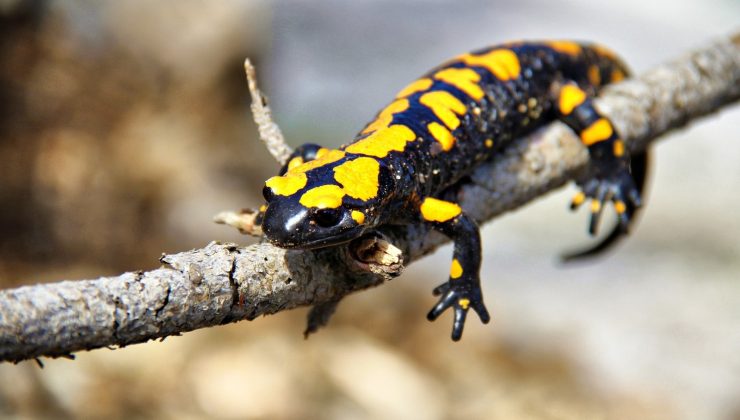 Kahramanmaraş’ta sarı benekli semender görüntülendi
