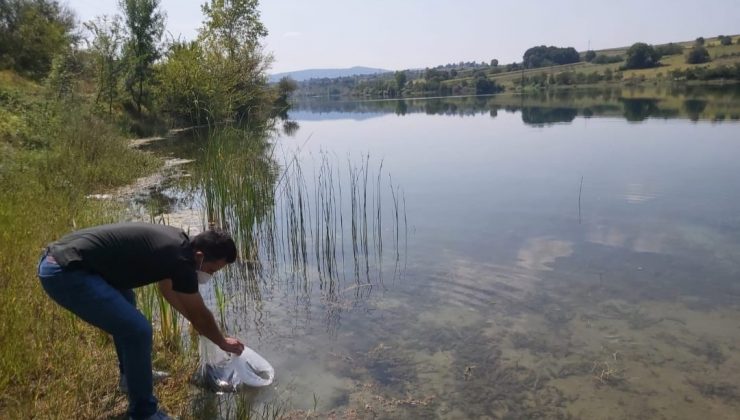 Kandıra’daki göletlere 64 bin yavru sazan bırakıldı