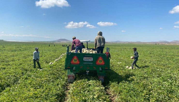 Kantalup kavunu Niğde’den 5 ülkeye ihraç ediliyor