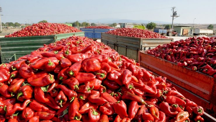 Kapya biberinde hasat başladı, çiftçi umutlu