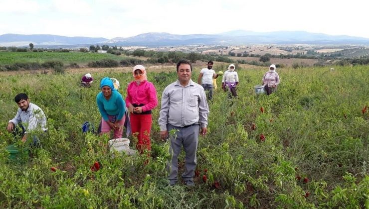 Karacasu biberi de tercih edilen ürün listesinde yerini aldı