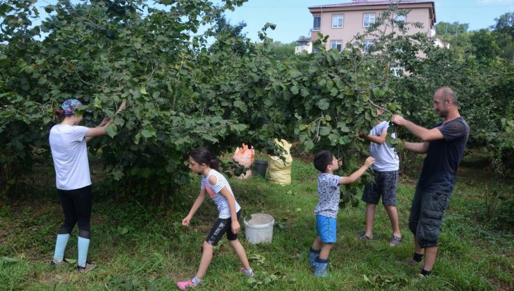 Karadeniz’de fındık hasadı başladı