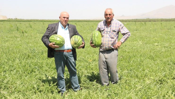Karaman’ın karpuzu İstanbul’da sofralarda