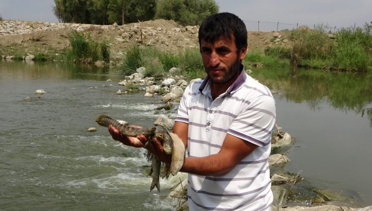 Karasu Nehri’nde toplu balık ölümü
