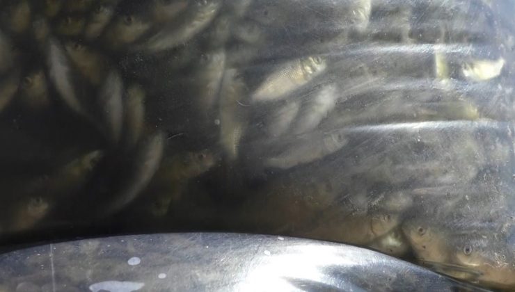 Kars’ta 2 milyon sazan yavrusu göllere bırakıldı