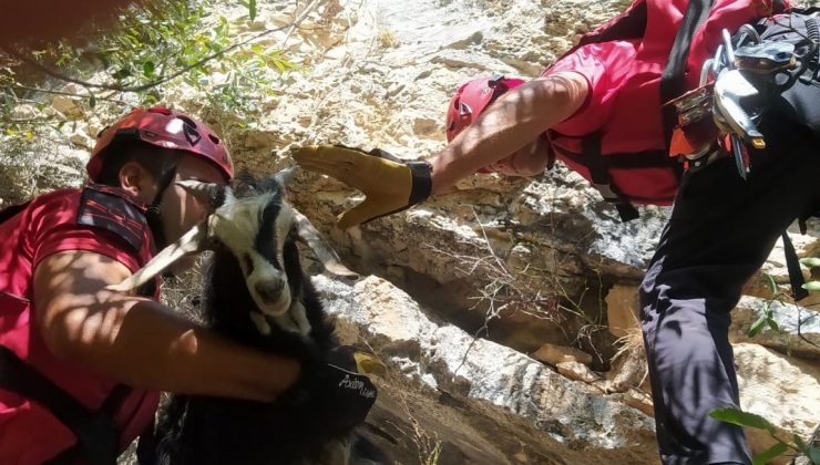 Kayalıklarda mahsur kalan 11 keçi kurtarıldı