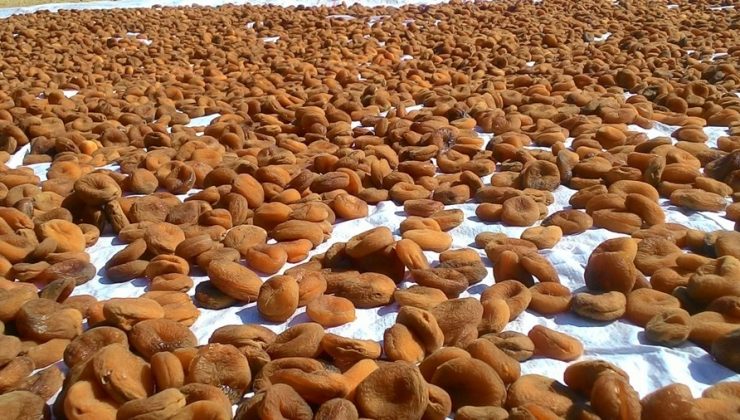 Kayısı’dan yüzde 55 daha fazla döviz