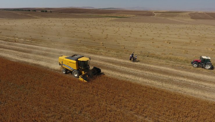 Kayseri’de ‘Aspir’ hasadı başladı