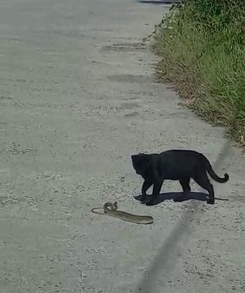 Kediyle yılanın kavgasında pes eden yılan oldu