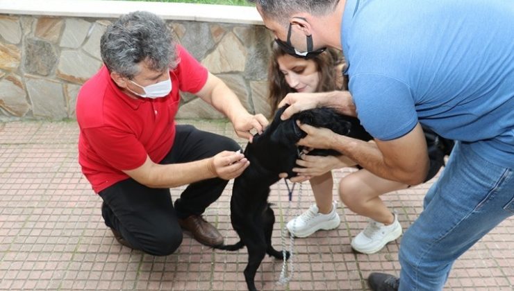 Kedi, köpek ve gelinciklerin kimliklendirilmesi işlemi başladı