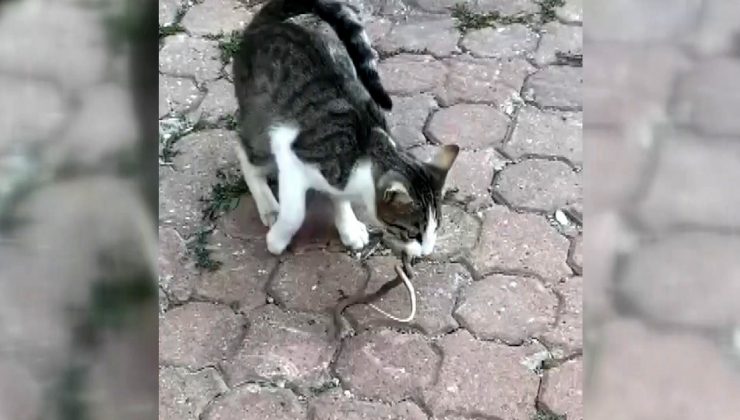 Kediyle yılanın kavgası kameraya yansıdı